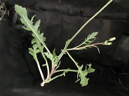 Attēlu rezultāti vaicājumam “Diplotaxis muralis”