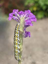 Attēlu rezultāti vaicājumam “Calophasia lunula”