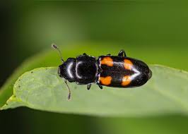 Attēlu rezultāti vaicājumam “Glischrochilus quadripunctatus”