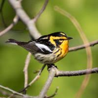 Image result for Dendroica fusca