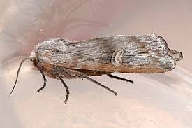 Attēlu rezultāti vaicājumam “Lithomoia solidaginis”