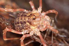 Attēlu rezultāti vaicājumam “Lophopilio palpinalis”