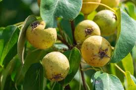 Attēlu rezultāti vaicājumam “Pyrus pyraster fruit”