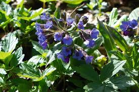 Attēlu rezultāti vaicājumam “Pulmonaria angustifolia fruit”