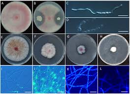 Attēlu rezultāti vaicājumam “Physarum obscurum young”