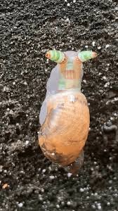 Attēlu rezultāti vaicājumam “Leucochloridium paradoxum”