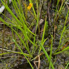 Attēlu rezultāti vaicājumam “Lentibulariaceae”