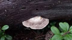 Attēlu rezultāti vaicājumam “Postia tephroleucus”