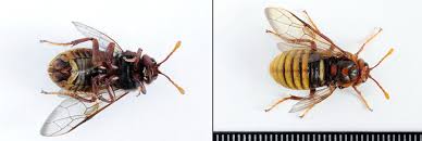 Attēlu rezultāti vaicājumam “Cimbex luteus”