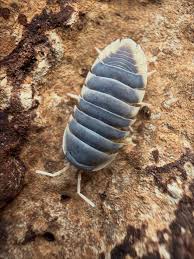 Attēlu rezultāti vaicājumam “Dienerella elongata”