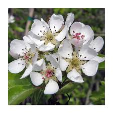 Attēlu rezultāti vaicājumam “Pyrus communis flower”