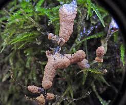 Attēlu rezultāti vaicājumam “Diderma crustaceum spores”