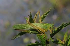 Attēlu rezultāti vaicājumam “Tettigonia viridissima”