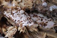 Attēlu rezultāti vaicājumam “Elmerina caryae”