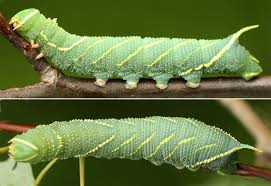 Attēlu rezultāti vaicājumam “Laothoe amurensis”