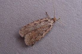 Attēlu rezultāti vaicājumam “Agonopterix heracliana”