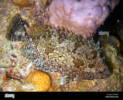 Image result for Siganus rivulatus