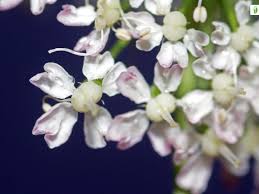 Attēlu rezultāti vaicājumam “Laserpitium latifolium flower”