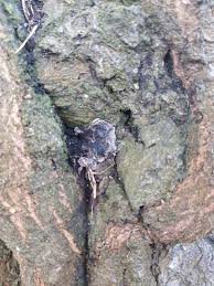 Attēlu rezultāti vaicājumam “Anthostoma decipiens”