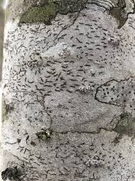 Attēlu rezultāti vaicājumam “Graphis scripta”