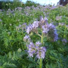 Image result for Phacelia