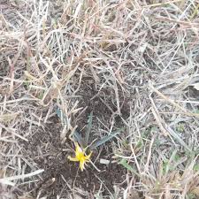 Attēlu rezultāti vaicājumam “Colchicum luteum flower”