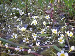 Attēlu rezultāti vaicājumam “Batrachium”