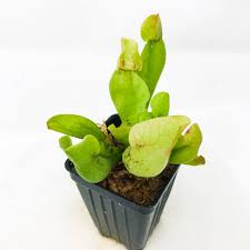 Attēlu rezultāti vaicājumam “Saelania glaucescens sporophyte”