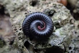 Attēlu rezultāti vaicājumam “Ommatoiulus vilnensis”