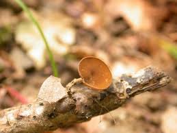 Attēlu rezultāti vaicājumam “Rutstroemia firma”