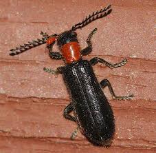 Attēlu rezultāti vaicājumam “Cleridae”