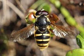 Attēlu rezultāti vaicājumam “Sericomyia silentis”