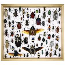 Attēlu rezultāti vaicājumam “Coleoptera”