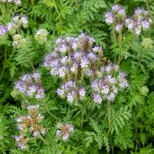 Image result for Phacelia