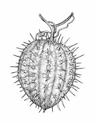 Attēlu rezultāti vaicājumam “Reticularia lobata young”
