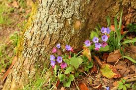 Attēlu rezultāti vaicājumam “Pulmonaria angustifolia fruit”