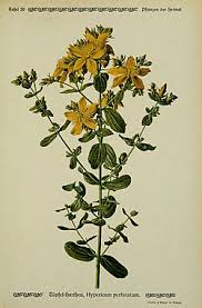 Image result for Hypericum perforatum