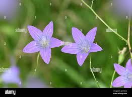 Attēlu rezultāti vaicājumam “Campanula patula”