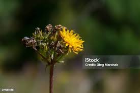 Attēlu rezultāti vaicājumam “Hieracium laevigatum”