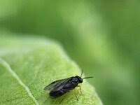 Attēlu rezultāti vaicājumam “Neuroterus albipes”