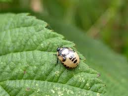 Attēlu rezultāti vaicājumam “Tritomegas bicolor nymph”