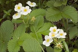 Attēlu rezultāti vaicājumam “Fragaria viridis”