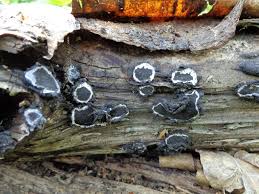 Attēlu rezultāti vaicājumam “Biscogniauxia repanda”