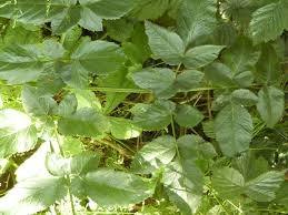 Attēlu rezultāti vaicājumam “Angelica sylvestris leaf”