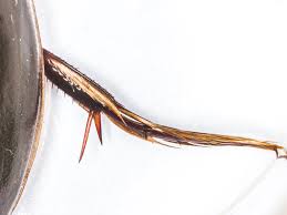 Attēlu rezultāti vaicājumam “Dytiscus dimidiatus”