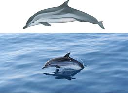 Image result for Stenella coeruleoalba