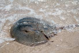 Image result for Limulus polyphemus