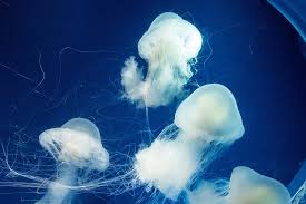 Image result for Phacellophora camtschatica