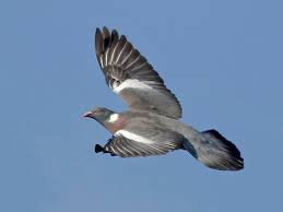 Image result for Columba palumbus