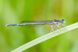 Attēlu rezultāti vaicājumam “Platycnemis pennipes male”